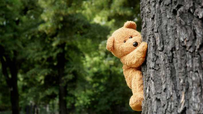 Ein Kuschelbär klettert an einem Baum, Foto nachgestellt (Quelle: Imago/Steinach)