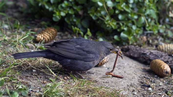 Eine Amsel vor einem Strauch mit einem Regenwurm im Schnabel (Quelle: imago images/Blickwinkel)