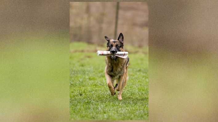 Deutscher Schäferhund mit einer Zeitung im Maul, läuft über eine grüne Wiese (Quelle: imago images/Schäfer)