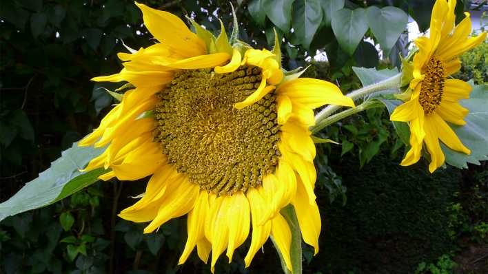 Eine Sonnenblumenpflanze mit einer großen und einer kleineren Blüte (Quelle: rbb/OHRENBÄR/Sonja Kessen)