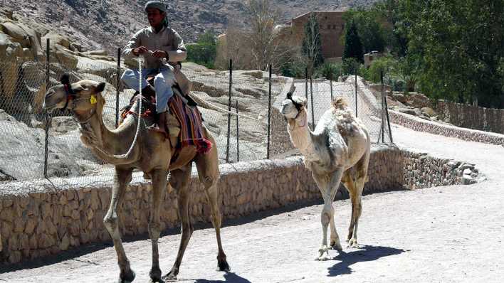 Ein Kamel mit einem Jungen und dahinter ein zweites Kamel auf einer Straße, im Hintergund Berge (Quelle: rbb/OHRENBÄR/Sonja Kessen)