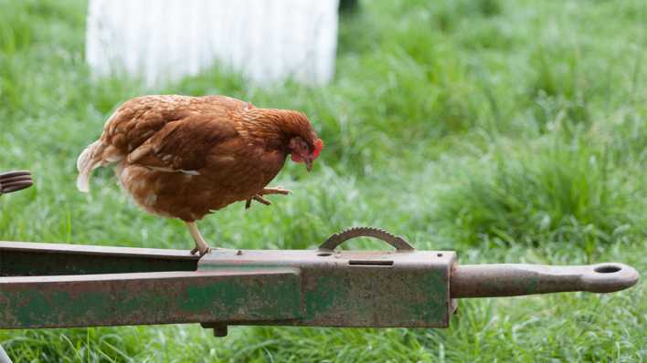 Ein braunes Huhn auf einer Anhängerkupplung, Blick nach unten und ein Fuß in der Luft (Quelle: Axel Hartmann)