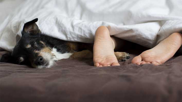 Hund und Kinderfüße unter einer Bettdecke (Quelle: imago images/Bernhard Classen)