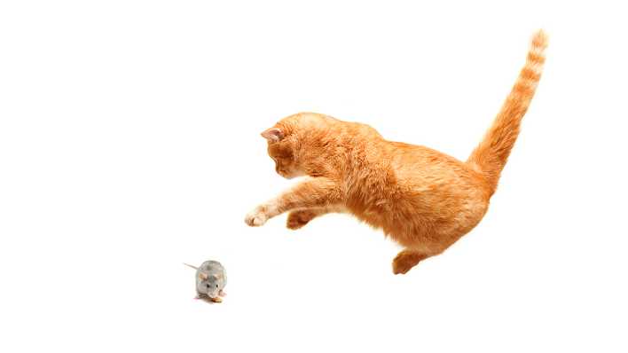 Katze und Maus spielen, die braune Katze im Sprung, die graue Maus duckt sich flach auf den Boden (Quelle: Colourbox)