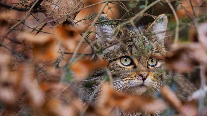 Eine Wildkatze im Wald blickt durch das Geäst (Quelle: imago images/blickwinkel)