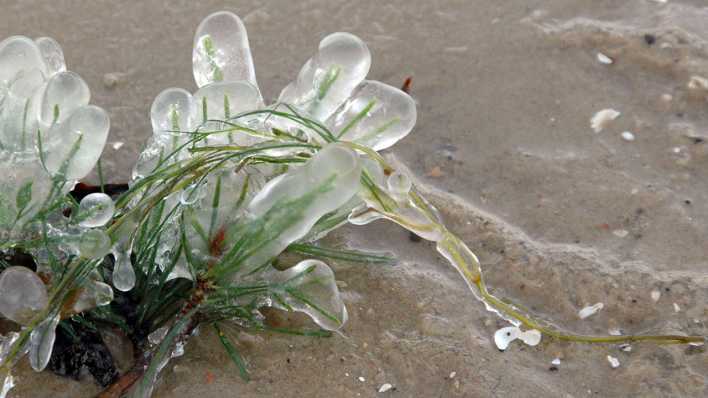 Eine Pflanze am Strand, zum großen Teil in Eis eingeschlossen (Quelle: rbb/OHRENBÄR/Birgit Patzelt)