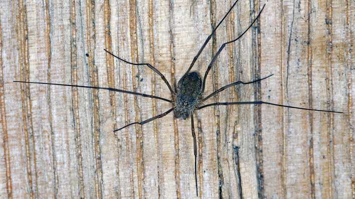 Eine Spinne (Weberknecht) läuft auf Holz (Quelle: imago images/Blickwinkel)