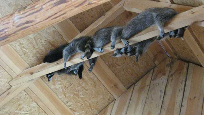 Drei Waschbären liegen auf einem Holzbalken im Dachgestühl (Quelle: Colourbox/alexmak)