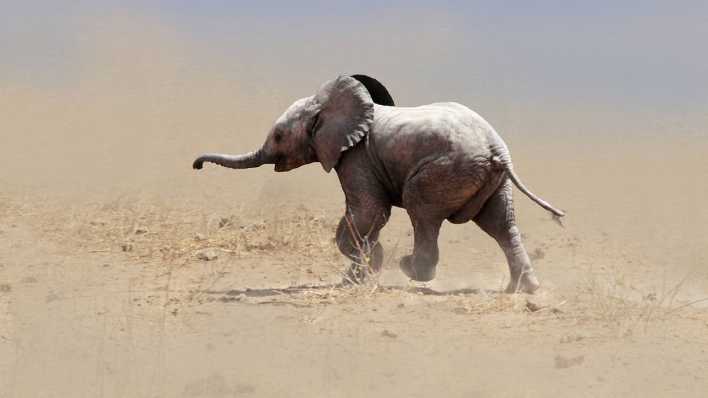 Kleiner Elefant läuft weg, staubiger Boden (Quelle: imago images/Blickwinkel)