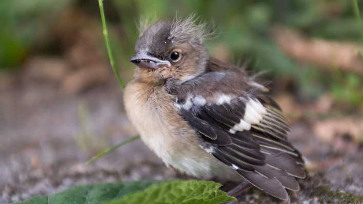 Ein kleiner Spatz mit zersausten Federn (Quelle: imago images/CHROMORANGE)