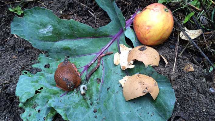 Ein Komposthaufen mit großem Blatt, Apfel, Schnecke, Wurm und Eierschalen (rbb/OHRENBÄR/Birgit Patzelt)