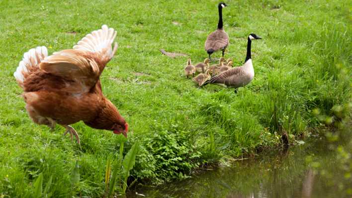 Ein Huhn am Bach, dahinter ein Entenpaar mit Entenküken, auf einer grünen Wiese (Quelle: Axel Hartmann)