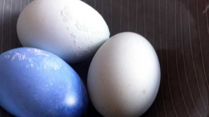 Drei Eier liegen nebeneinander, eines davon ist blau (Quelle: rbb/OHRENBÄR/Alja Mai)