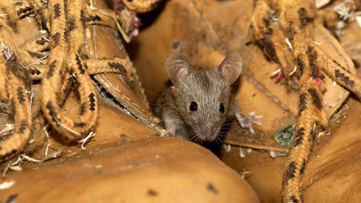 Eine Maus krabbelt zwischen zwei hohen Schuhen (Quelle: imago images/Blickwinkel)