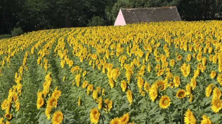 Ein großes Sonnenblumenfeld, im Hintergrund ein rosafarbenes Haus und Wald (Quelle: imago images/CHROMORANGE)