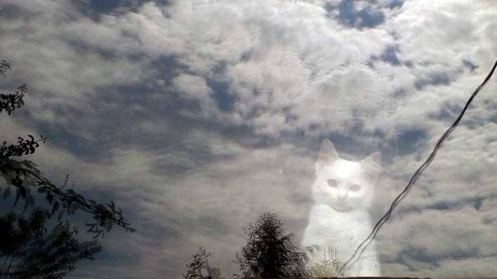 Blick durch Fensterglas: weiße Wolken, blauer Himmel und Bäume spiegeln sich, hinter der Glasscheibe eine kleine weiße Katze (Quelle: Jeanette Wagner)