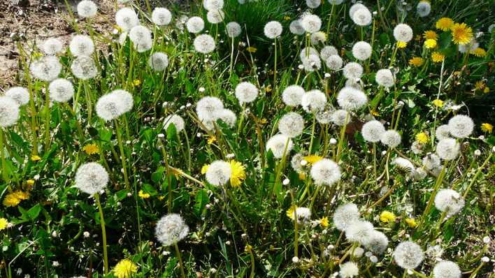 Pusteblumen und Löwenzahn auf einer Wiese (Quelle: rbb/OHRENBÄR/Sonja Kessen)