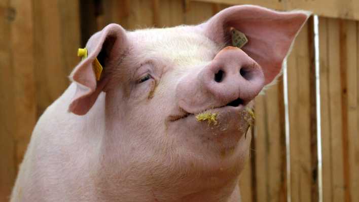 Ein rosa Schwein futtert, im Hintergrund ein Bretterzaun (Quelle: imago images/Winfried Rothermel)