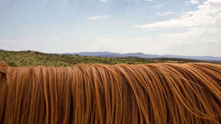 Eine braune Pferdemähne vor grünem Hügel, im Hintergrund der Horizont (Quelle: pixabay)