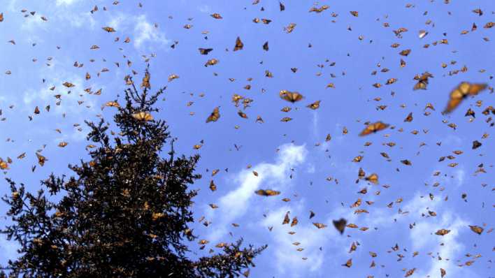 Ein großer Schwarm Monarchfalter am Abendhimmel, über einem Baum (Quelle: imago images/imagebroker)