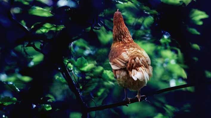 Ein braunes Huhn auf einem Baum, von hinten fotografiert (Quelle: Axel Hartmann)