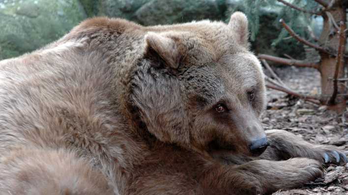 Ein Braunbär liegt auf dem Boden, im Hintergrund kleine Bäume (Quelle: rbb/OHRENBÄR/Birgit Patzelt)