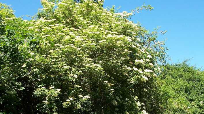 Schwarzer Holunderbaum (Quelle: Willow CC-BY-SA-2.5)