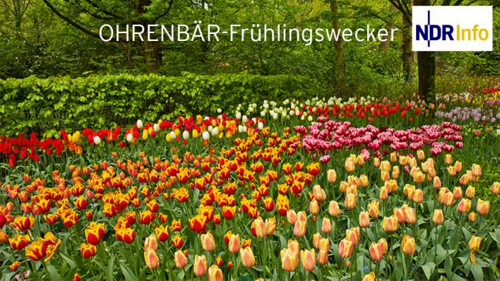 Eine bunte Tulpenwiese in einem großen, grünen Garten (Quelle: Colourbox/Neirfy)